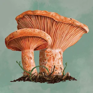 Mycelia The Board Game icon